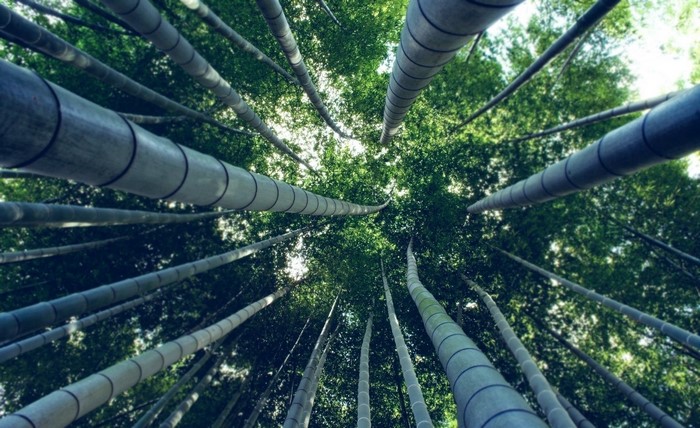 Looking up through a bamboo forest