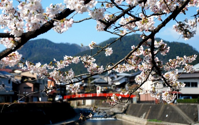 Cherry blossoms frame a Japanese village with a red bridge