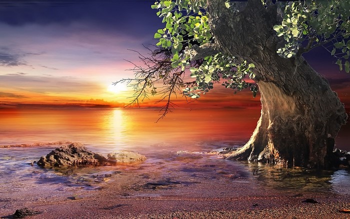 Tree by the sea at sunset