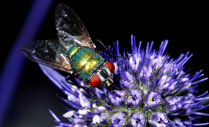 Close-up of a green fly on a purple flower