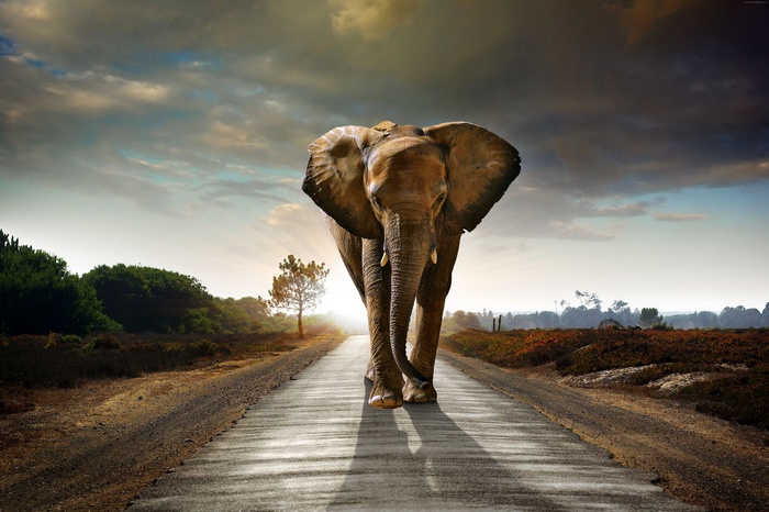 Elephant walking on a road at sunset