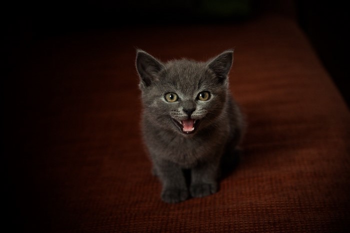 A cute grey kitten with mouth open