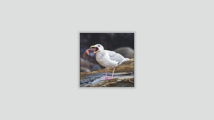 Seagull eating a starfish on a rocky shore