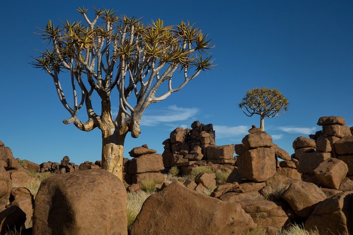 Quiver trees and rock formations in a desert landscape