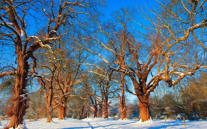 Bare trees covered in snow under a bright blue sky