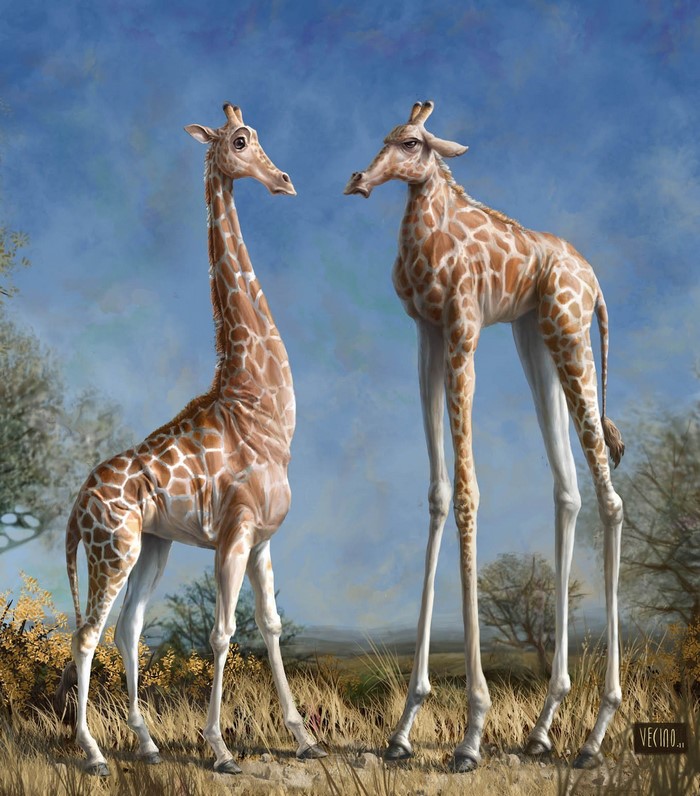 Two giraffes in a savanna landscape