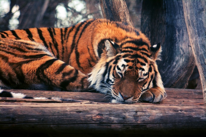 Tiger sleeping on logs