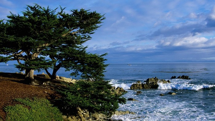 Coastal landscape with cypress trees and ocean waves