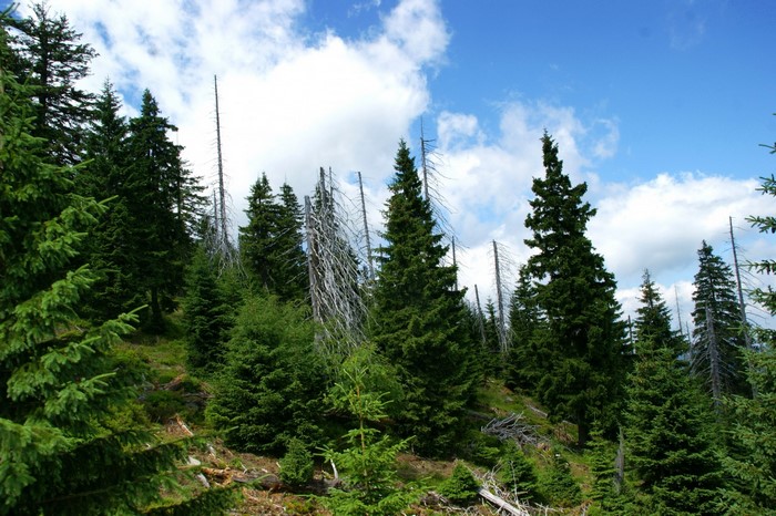 Forest landscape with dead and living trees under a cloudy sky