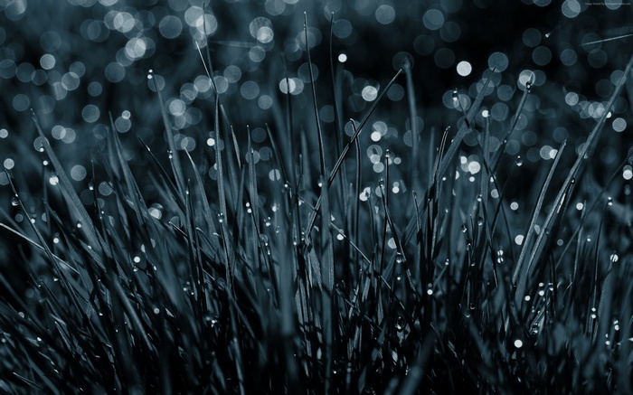 Grass with dew drops and bokeh