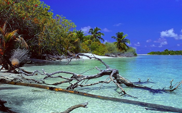 Tropical beach with dead trees and clear blue water