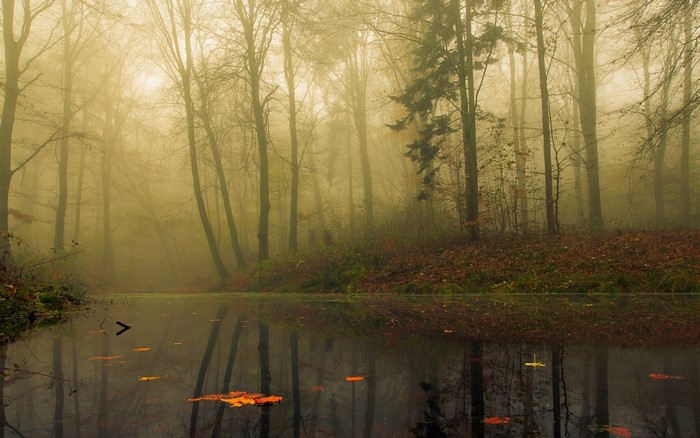 Misty forest with a calm lake and reflections