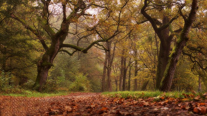 Autumn forest path with fallen leaves and trees