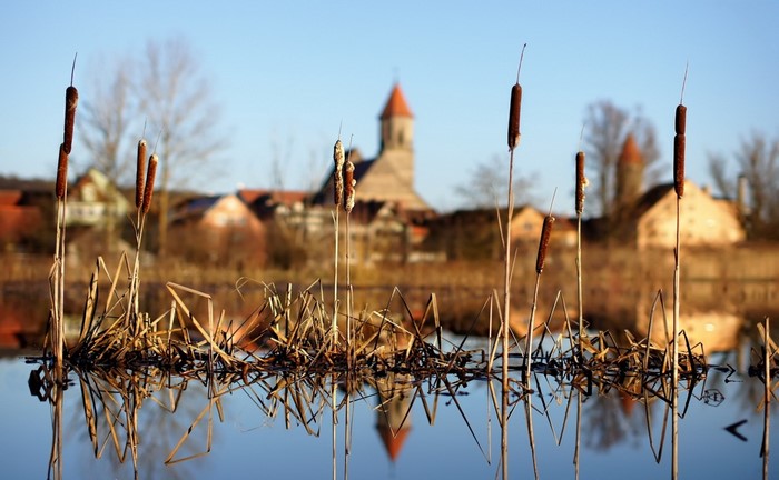 Cattails reflected in water with village and church in background