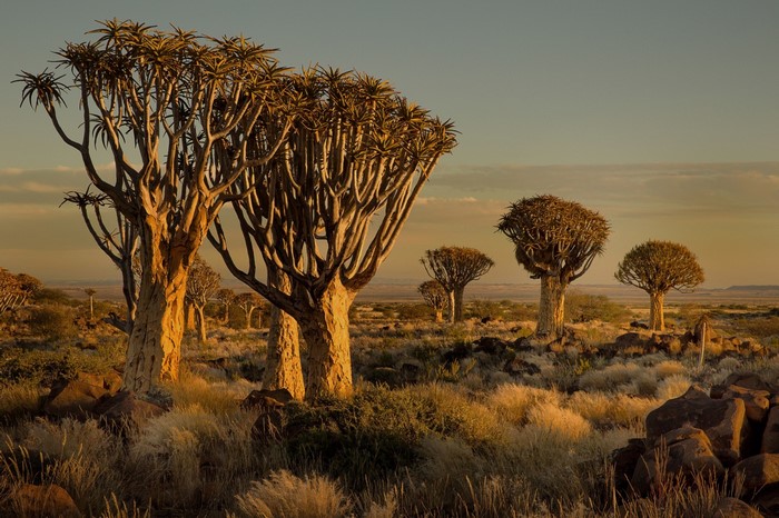 Quiver trees in Namibia at sunset