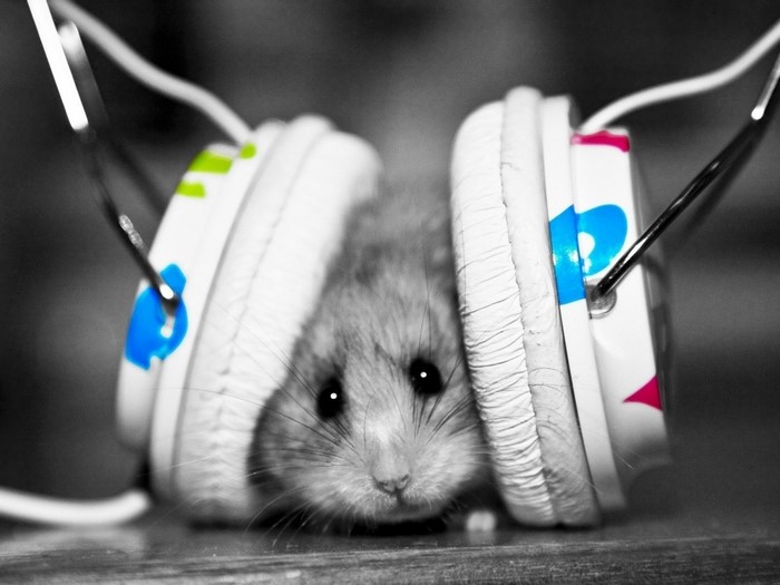 Hamster wearing headphones