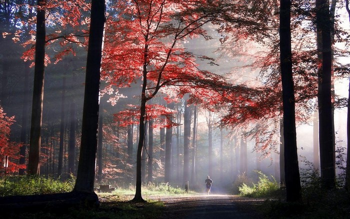 Person running on a path in a misty autumn forest with sun rays
