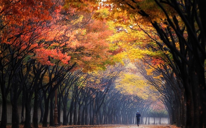 Person running on a path lined with autumn trees