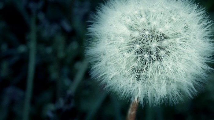 Close-up of a dandelion seed head