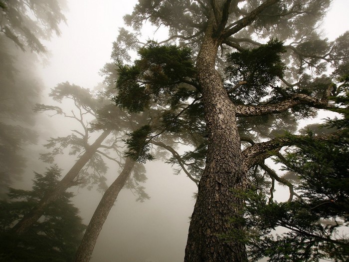 Misty forest with tall trees and branches
