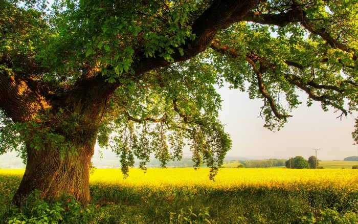 Large oak tree in a field of yellow flowers