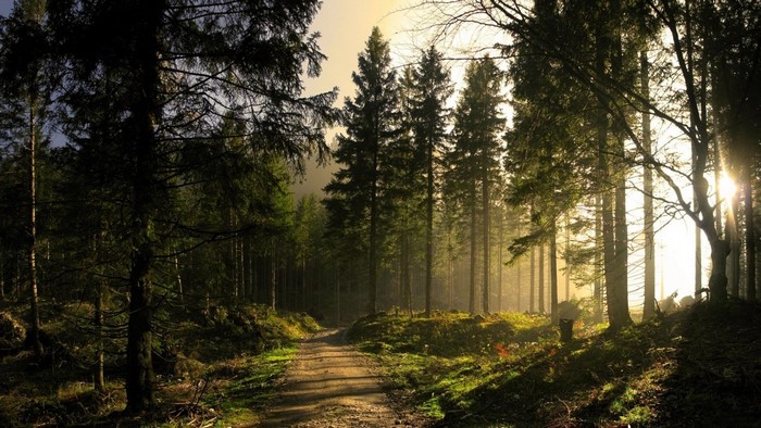 Sunlight filtering through trees in a forest