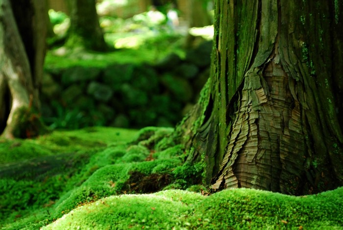 Mossy forest floor with tree trunk and stone wall