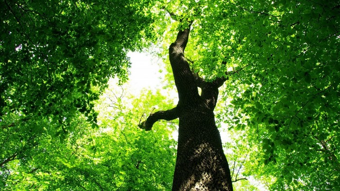 Looking up through a large tree and green leaves