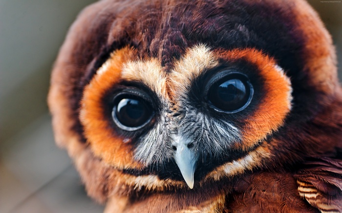 Close-up of a young owl with large eyes