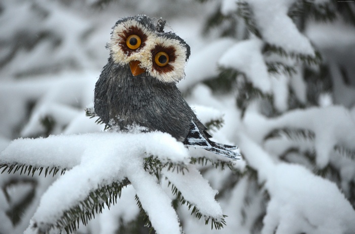 A cute owl decoration sits on a snow-covered pine branch