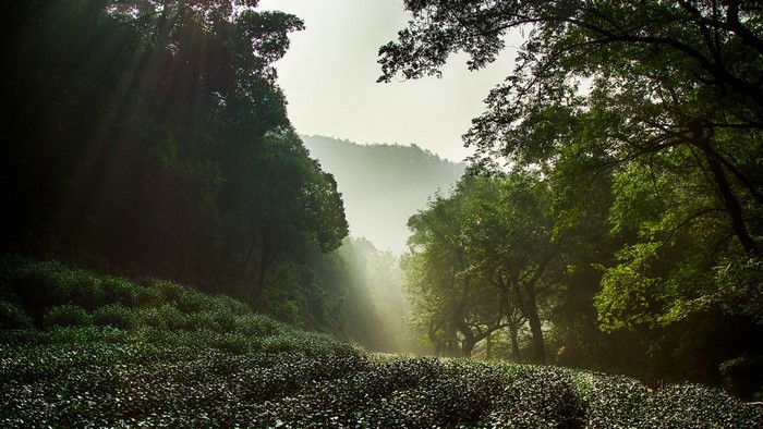Sunlight filtering through trees in a misty forest landscape