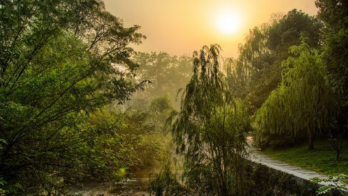 Misty morning sunlight over a forest with a river