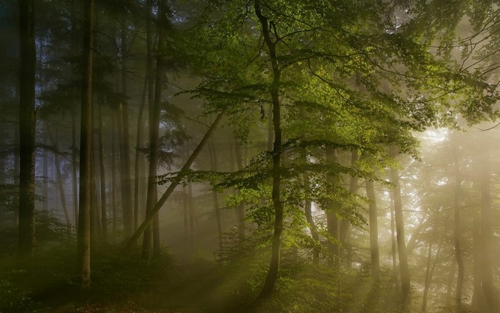 Sunlight filtering through a misty forest with green trees