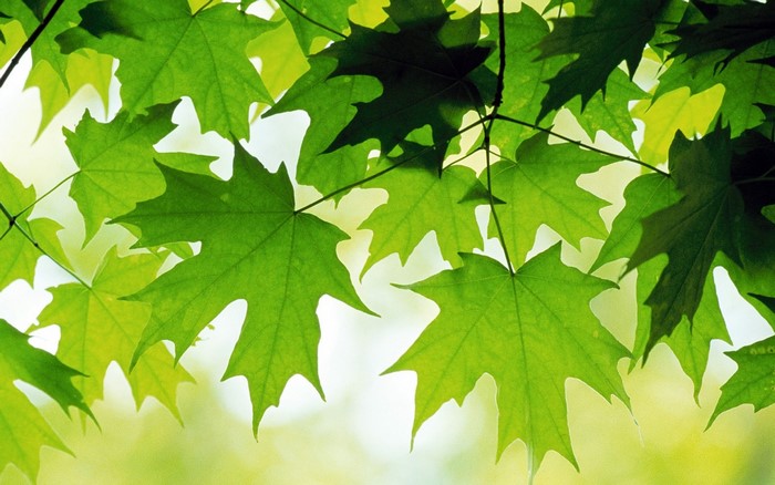 Sunlit Green Maple Leaves on Branch