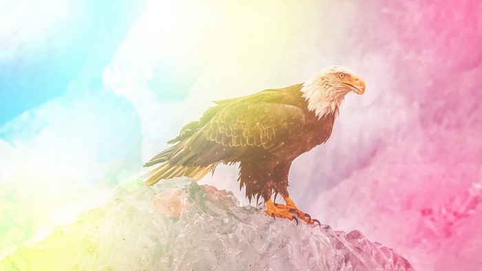 Bald eagle perched on ice with colorful background
