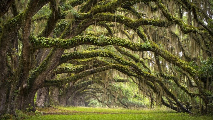 Avenue of Live Oaks draped in Spanish Moss