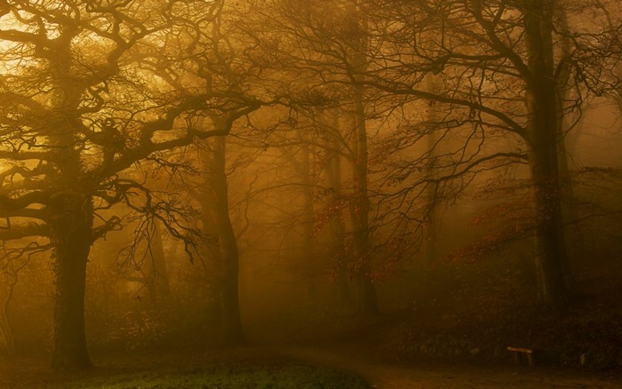 Misty forest with sunlight filtering through trees in autumn