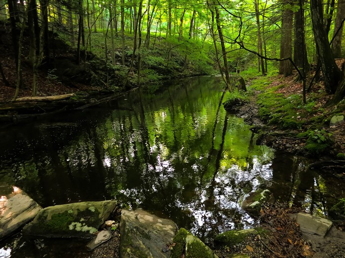 Forest stream with reflections of trees