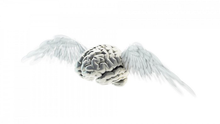 A silver brain with white wings flying