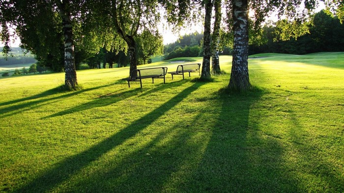 Park benches under trees with long shadows on a golf course