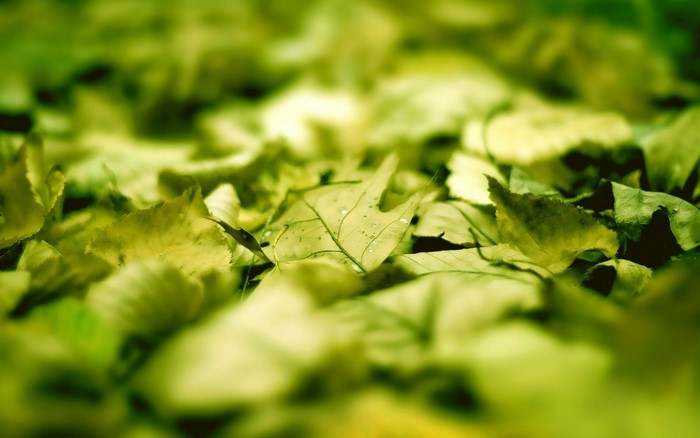Close-up of fallen green and yellow leaves on the ground