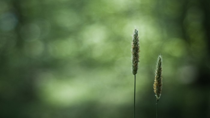 Two blades of grass with bokeh background