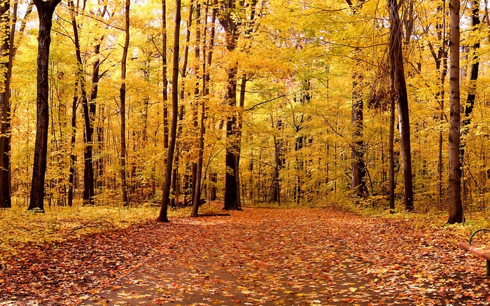 Autumn forest path with fallen leaves