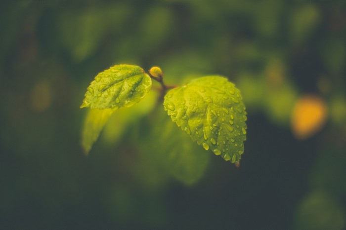 Close up of wet green leaves on a branch