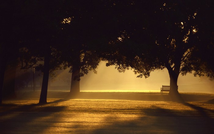 Trees and bench in foggy morning light