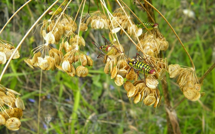 Two colorful grasshoppers on dried plant seeds