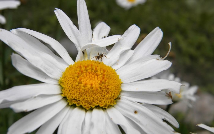 Ant on a Daisy Flower