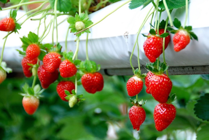 Strawberries growing on a plant