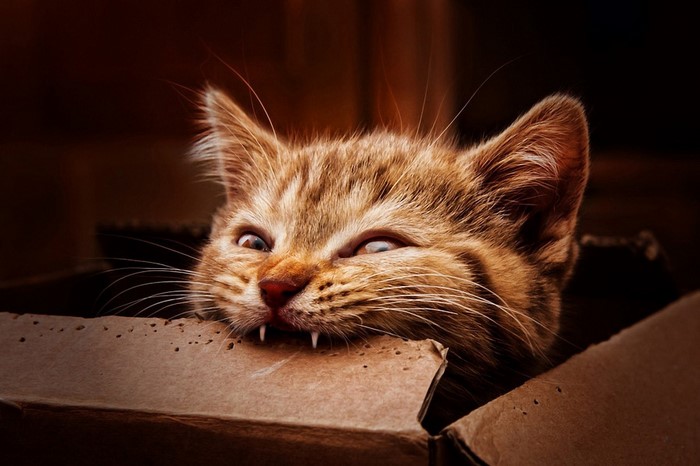 Kitten biting the edge of a cardboard box