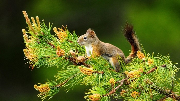 Red squirrel on a pine branch with cones